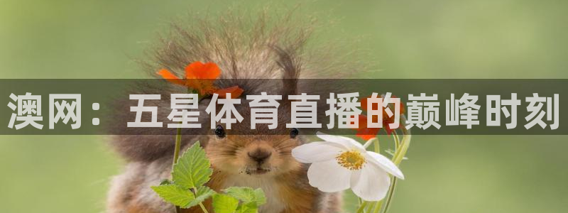 nba直播在线观看88看球官网：澳网：五星体育直播的巅峰时刻